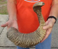 #2 Grade Sheep Horn 30 inches measured around the curl $11 