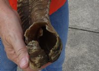 #2 Grade Sheep Horn 30 inches measured around the curl $11 