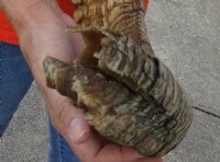 #2 Grade Sheep Horn 30 inches measured around the curl $11 
