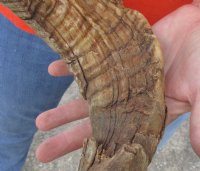 #2 Grade Sheep Horn 30 inches measured around the curl $11 