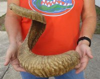 #2 Grade Sheep Horn 35 inches measured around the curl $15  