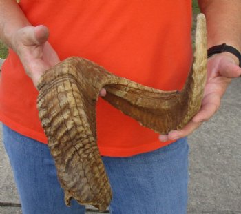 #2 Grade Sheep Horn 30 inches measured around the curl $11 