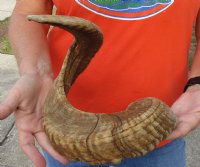 #2 Grade Sheep Horn 30 inches measured around the curl $15 