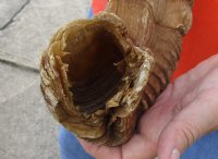 #2 Grade Sheep Horn 30 inches measured around the curl $11 