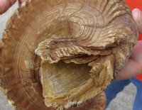 #2 Grade Sheep Horn 30 inches measured around the curl $11 