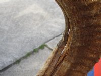 #2 Grade Sheep Horn 30 inches measured around the curl $11 