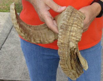 #2 Grade Sheep Horn 29 inches measured around the curl $11 