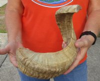 #2 Grade Sheep Horn 29 inches measured around the curl $15 