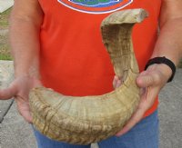 #2 Grade Sheep Horn 29 inches measured around the curl $11 
