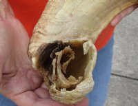 #2 Grade Sheep Horn 29 inches measured around the curl $11 