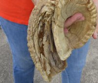 #2 Grade Sheep Horn 29 inches measured around the curl $11 