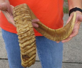 #2 Grade Sheep Horn 32 inches measured around the curl $11  