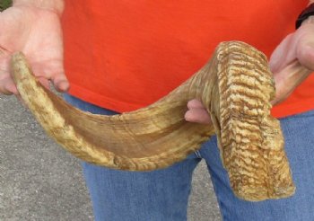 #2 Grade Sheep Horn 29 inches measured around the curl $15  