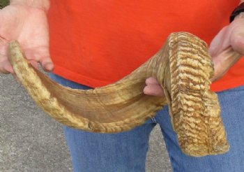 #2 Grade Sheep Horn 29 inches measured around the curl $11  