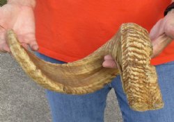 #2 Grade Sheep Horn 29 inches measured around the curl $15  