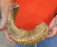 #2 Grade Sheep Horn 22 inches measured around the curl $15 
