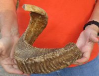 #2 Grade Sheep Horn 28 inches measured around the curl $15  