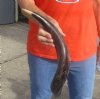 Polished Kudu horn for sale measuring 19 inches, for making a shofar.  You are buying the horn in the photos for $32