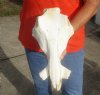 13-1/2 inch warthog skull, top skull only - you are buying the top skull pictured for $40.00