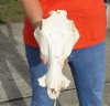 13 inch warthog skull, top skull only - you are buying the top skull pictured for $40.00