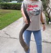 #2 Grade Kudu horn for sale measuring 43 inches, for making a shofar.  You are buying the horn in the photos for $65 (Drill holes, worm holes)