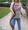 #2 Grade Kudu horn for sale measuring 43 inches, for making a shofar.  You are buying the horn in the photos for $65 (Worm holes, damaged base, bad tip)