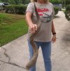 #2 Grade Kudu horn for sale measuring 39 inches, for making a shofar.  You are buying the horn in the photos for $50 (Worm holes, rough spots)