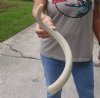 25 inch Unpolished South African Kudu Inner Horn Core - You are buying the horn core shown in the photos for $15 (damaged tip)