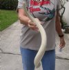 23 inch Unpolished South African Kudu Inner Horn Core - You are buying the horn core shown in the photos for $15 (damaged tip)