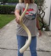 34 inch Unpolished South African Kudu Inner Horn Core - You are buying the horn core shown in the photos for $20 (damaged tip)