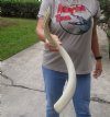 28 inch Unpolished South African Kudu Inner Horn Core - You are buying the horn core shown in the photos for $20 (damaged tip)