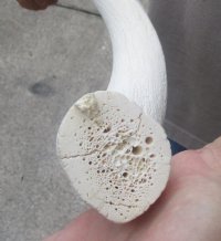 29 inch Unpolished South African Kudu Inner Horn Core for $20 