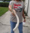 27 inch South African Polished Kudu Inner Horn Core. (You are buying the horn core shown in the photos) for $30 (Damaged tip)