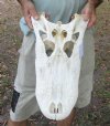 20 inch Alligator TOP SKULL ONLY - You are buying the discounted/damaged top skull shown for $25
