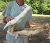 20 inch Discounted/Damaged Florida Alligator Skull from an estimated 10 foot gator - You are buying the gator skull shown for $35 (no teeth, discoloration, excess glue, bottom jaw is in 2 pieces (needs to be glued together)