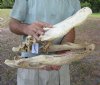 20 inch Discounted/Damaged Florida Alligator Skull from an estimated 11 foot gator - You are buying the gator skull shown for $25