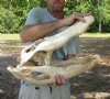 23 inch Discounted/Damaged Florida Alligator Skull from an estimated 12 foot gator - You are buying the gator skull shown for $50
