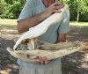 24 inch Discounted/Damaged Florida Alligator Skull from an estimated 12 foot gator - You are buying the gator skull shown for $50.00