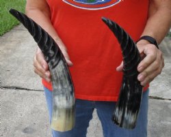 2 pc lot of Spiral Carved Polished Cattle/Cow Horns, 12 and 14 inches for $18/lot 