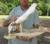 23 inch Discounted/Damaged Florida Alligator Skull from an estimated 12 foot gator - You are buying the gator skull shown for $50