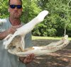 20 inch Discounted/Damaged Florida Alligator Skull from an estimated 11 foot gator - You are buying the gator skull shown for $50 (no teeth, discoloration, excess glue, bottom jaw is in 2 pieces (needs to be glued together)