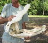 22 inch Discounted/Damaged Florida Alligator Skull from an estimated 12 foot gator - You are buying the gator skull shown for $50 (no teeth, discoloration, excess glue, bottom jaw is in 2 pieces (needs to be glued together)