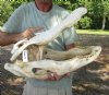 25 inch Discounted/Damaged Florida Alligator Skull from an estimated 13 foot gator - You are buying the gator skull shown for $75
