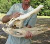 22 inch Discounted/Damaged Florida Alligator Skull from an estimated 12 foot gator - You are buying the gator skull shown for $75