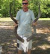 Kudu Skull for Sale with 47-48 inch Horns - You are buying this one for $250 (Worm holes, damaged nose, rough horn tip, holes on bottom)