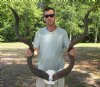 Kudu horns on skull plate measuring approximately 53 and 54 inches - You are buying the one pictured for $295.00 (Splits at base of horns)