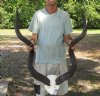 Kudu horns on skull plate measuring approximately 46 and 47 inches - You are buying the one pictured for $250.00 (One horn tip is flattened on one side)