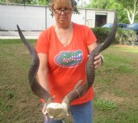 Kudu horns measuring approximately 29 and 34 inches on skull plate  - You are buying the one pictured for $115.00 (Rough at base)