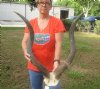 Kudu horns measuring approximately 34-35 inches on polished skull plate  - You are buying the one pictured for $125.00 (Rough horn tip)