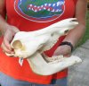 11 inch warthog skull with NO tusks - you are buying the skull pictured for $50.00 
